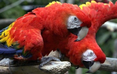 Macaws+pictures