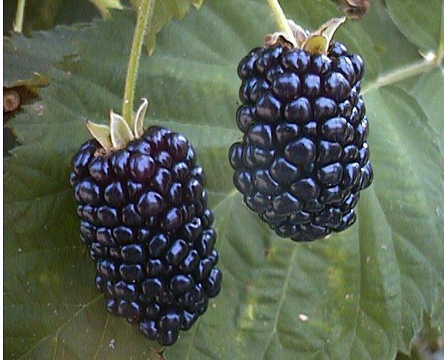harry potter and deathly hallows part 2_2120. Blackberries The Fruit.