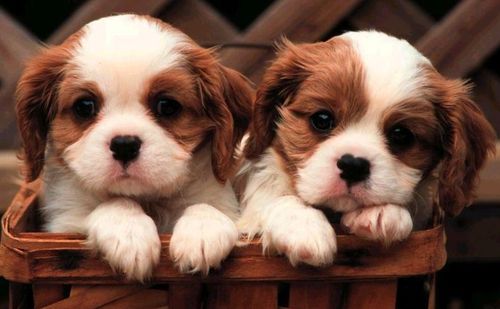cute golden retriever puppies pictures. Well, AdoptPuppiesForSale.com