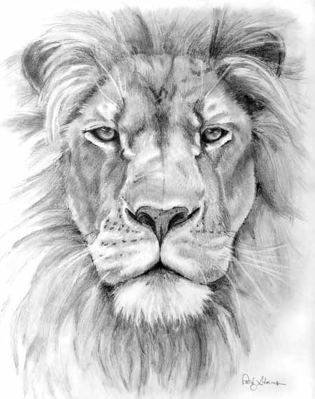 Lion Drawings