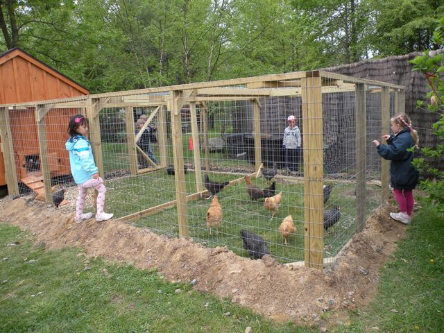 Baby Chicken Coops