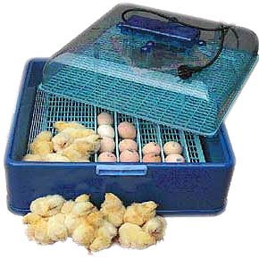 Chicken incubator how to choose a egg incubator | PRLog