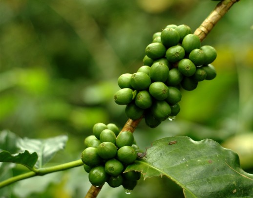 green coffee extract