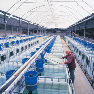 sistem for aquaponic: Design of aquaponics