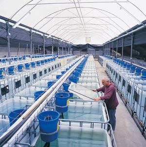 Fish Farm Tank