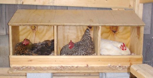 Chicken Co-op Nesting Boxes