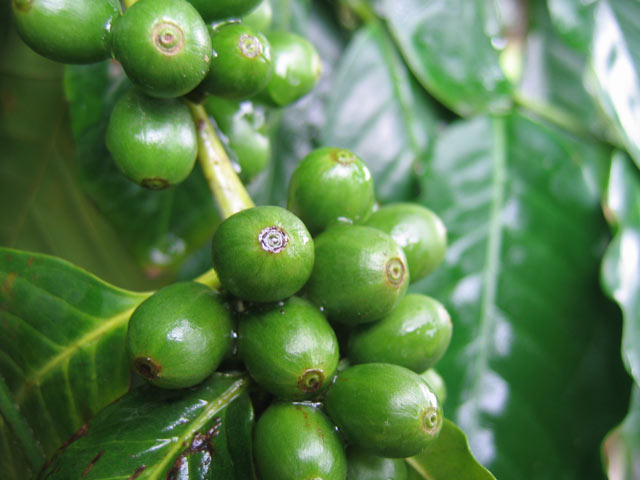 Get historical coffee bean prices