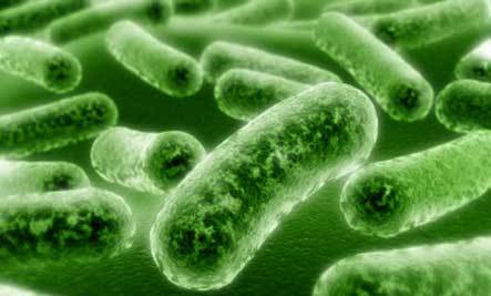 Listeria monocytogenes