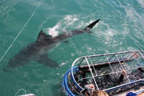 Great White Shark Cage Diving At Gansbaai, SA, The Great White Shark ...