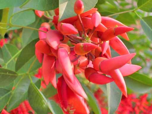 Butea monosperma, ( PALASH in India) species of Butea 