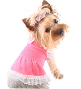 The Toy Breed of Dogs could use an online collection of XXS Dog Clothes ...