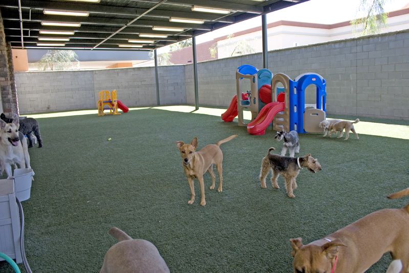 Extended Dog Day Care Hours on Wednesdays Pete and Mac's Pet Resort