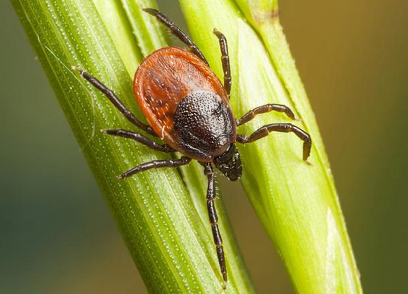 Lyme Disease and Deer Ticks in Connecticut | PRLog
