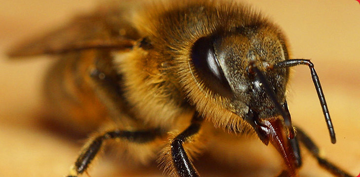 Bee Removal Phoenix Amera Pest Control -- Amera Pest ...