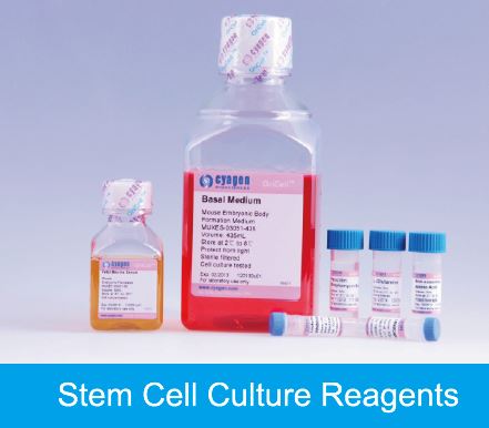 MoBiTec Offers its Customers in Europe Stem Cell Culture and ...