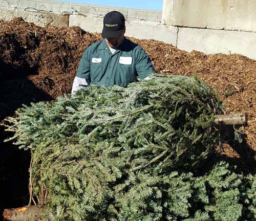Christmas tree recycling at Agromin