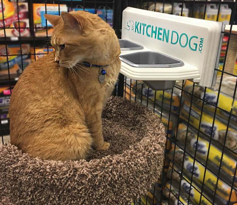 Kitchen Dog Feeding System for Cats too