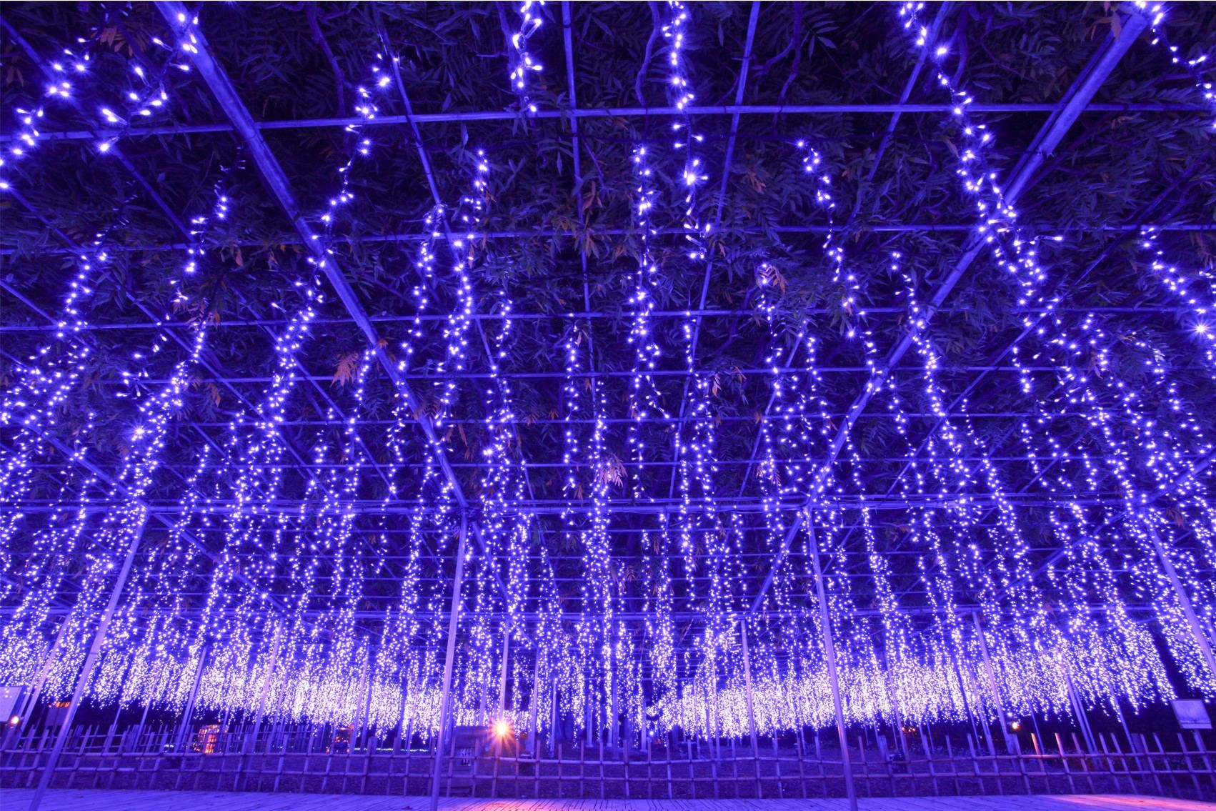 Great Purple Wisteria Lights