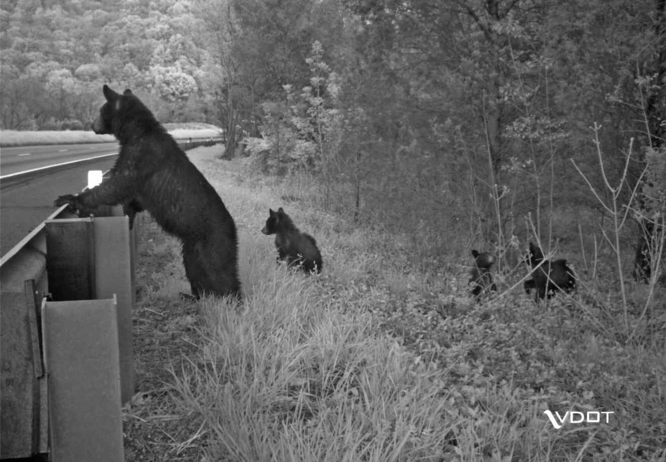 Bear And Cubs Off I 64 Near Charlotsville, VA