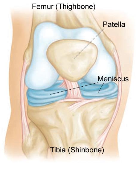 Normal knee anatomy. Photo courtesy: OrthoInfo.org
