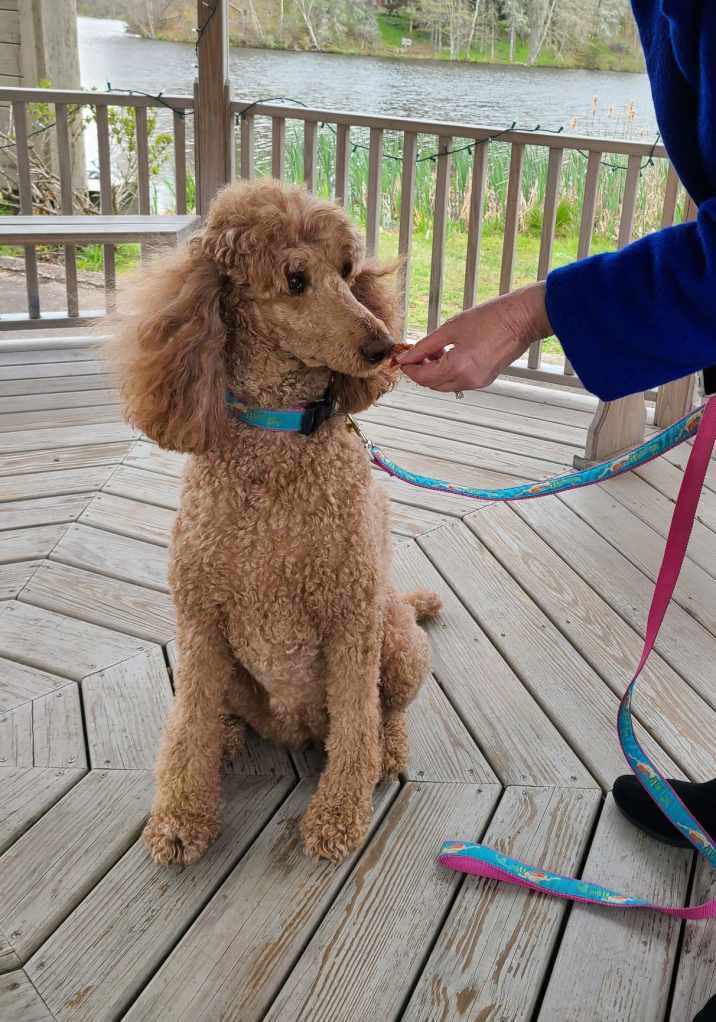 Abbey Road Home Care Therapy Dog, Lucy