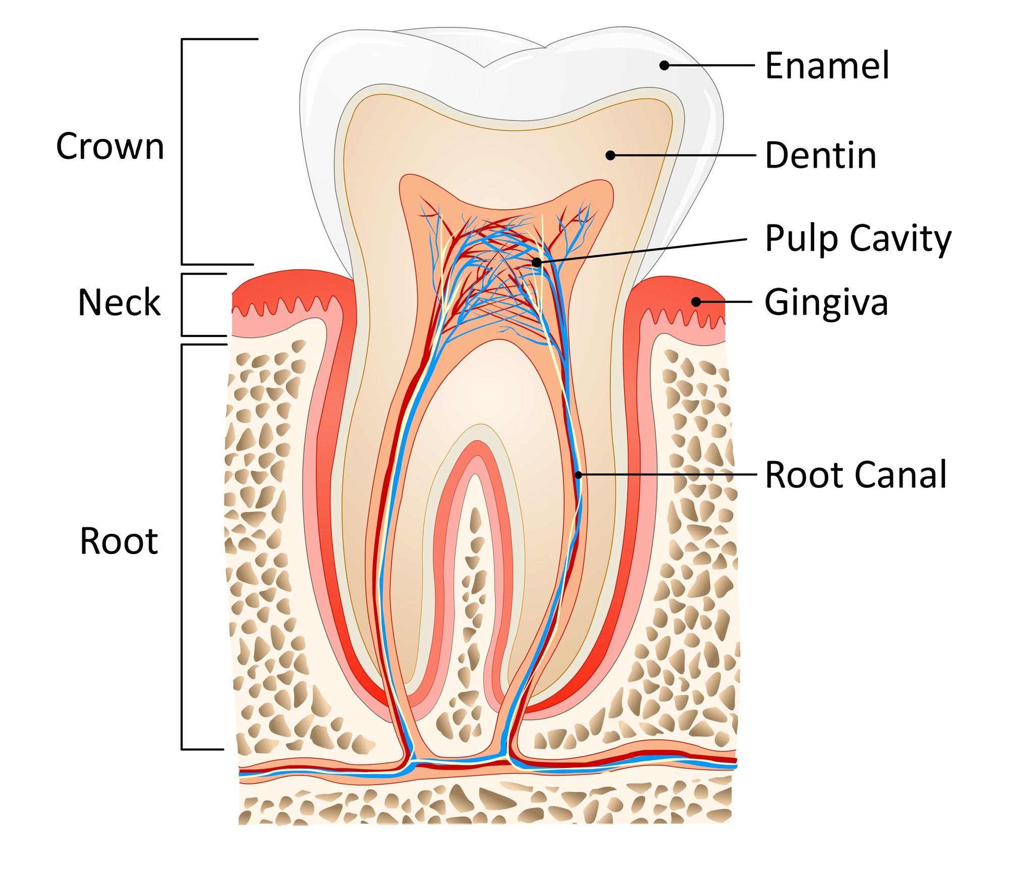 Root Canal Diagram At Pearlfecti 3