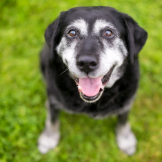 Senior Pet Care