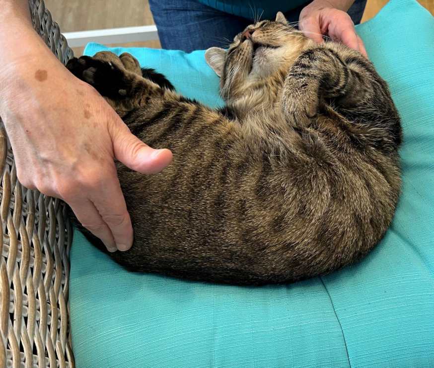 Cat Grounding
