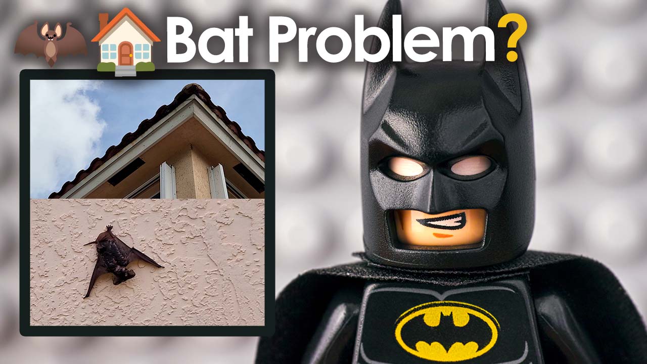 Bat Problem On Your Roof Call The Pros