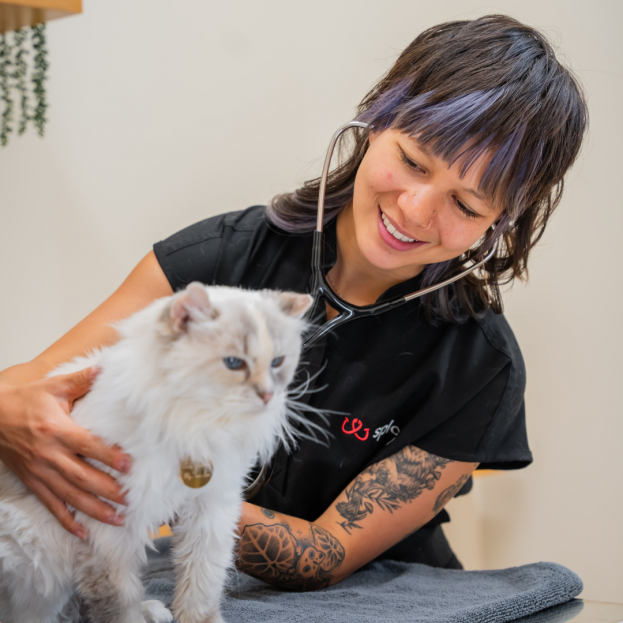 Dr. Deluty examning a feline patient